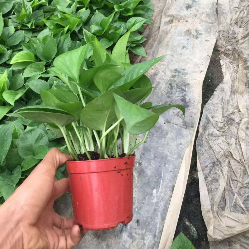 110绿萝