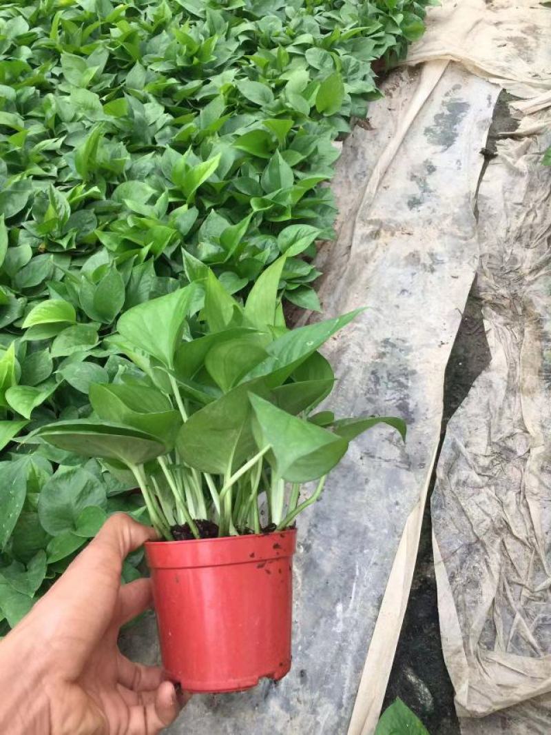 110绿萝