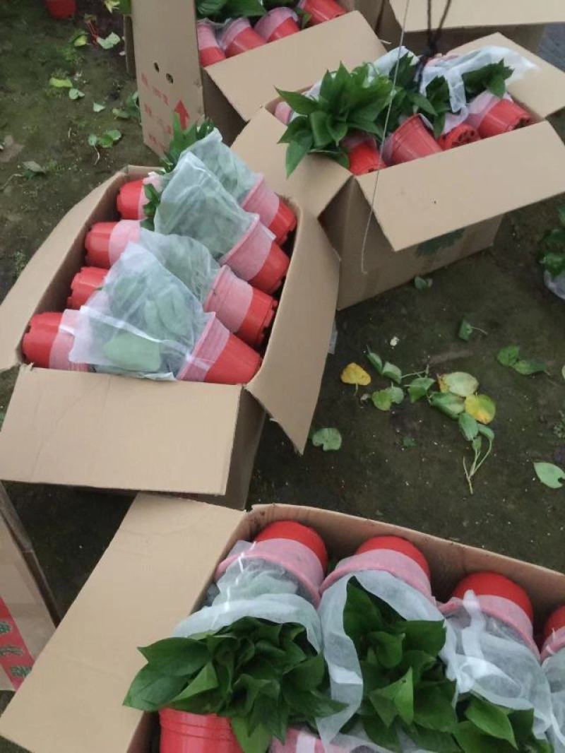 精品高红盆
