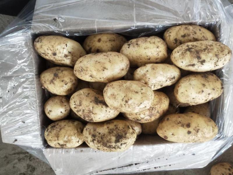 。荷兰系列土豆大量上市