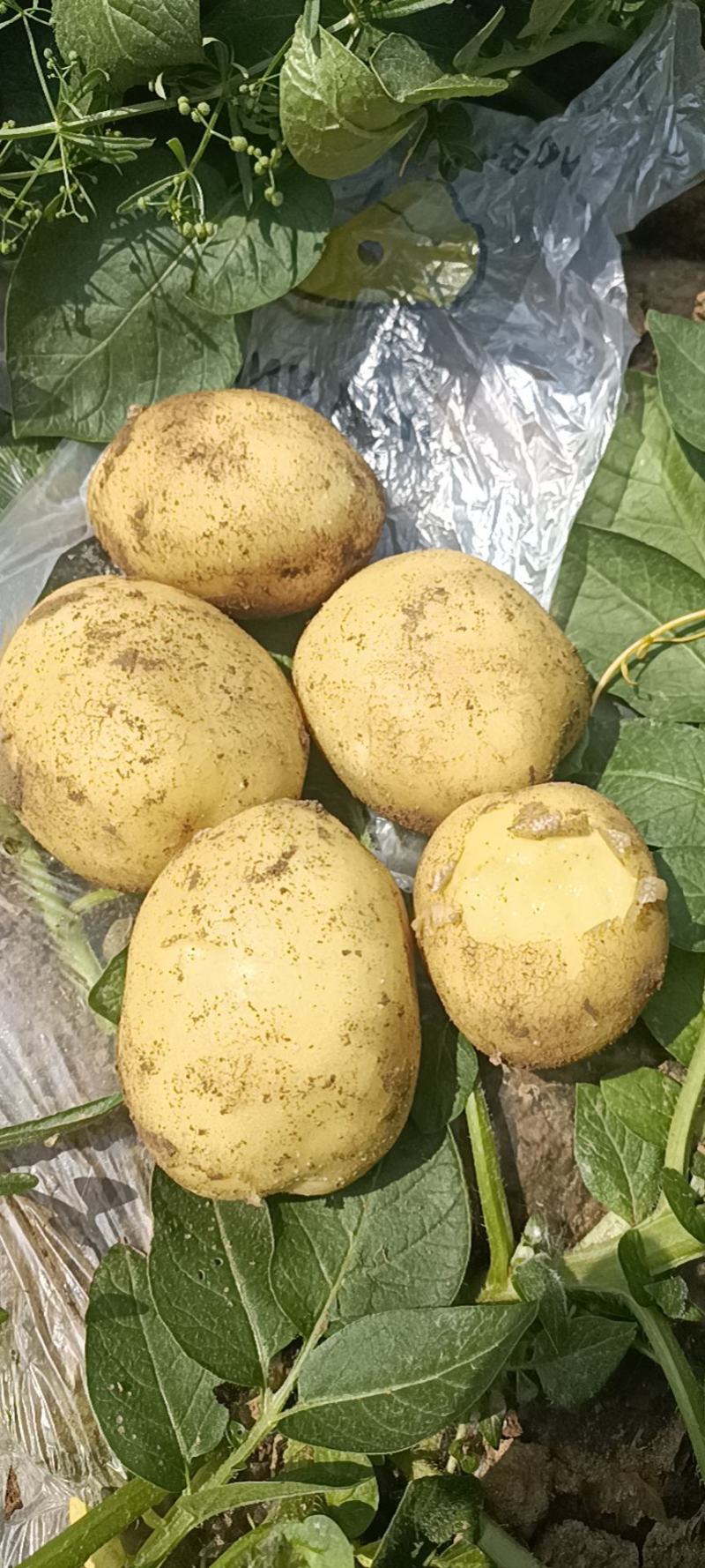 。荷兰系列土豆大量上市