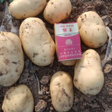 。荷兰系列土豆大量上市