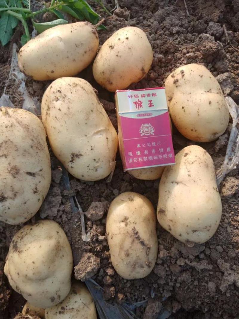 。荷兰系列土豆大量上市