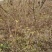 杜鹃映山红基地批发，一手货源各种规格请联系价格再议