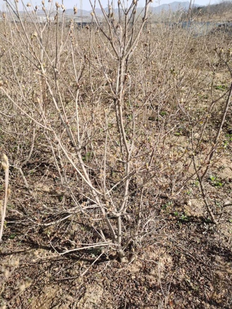 杜鹃映山红基地批发，一手货源各种规格请联系价格再议