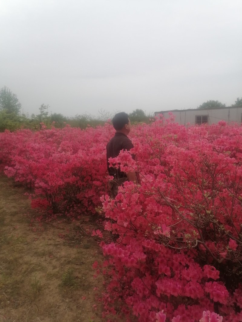杜鹃映山红基地批发，一手货源各种规格请联系价格再议