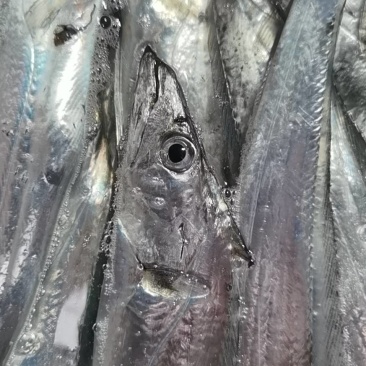 台湾海峡本港钓带鱼