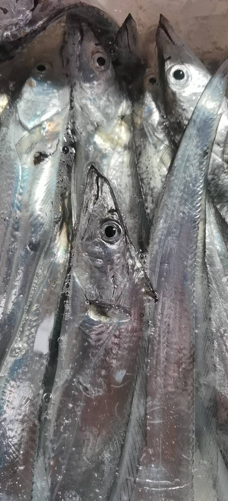 台湾海峡本港钓带鱼