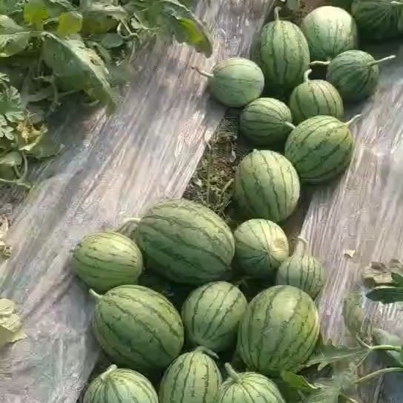 早春红玉小西瓜早春红玉小西瓜早春红玉小西瓜早春红玉小西瓜