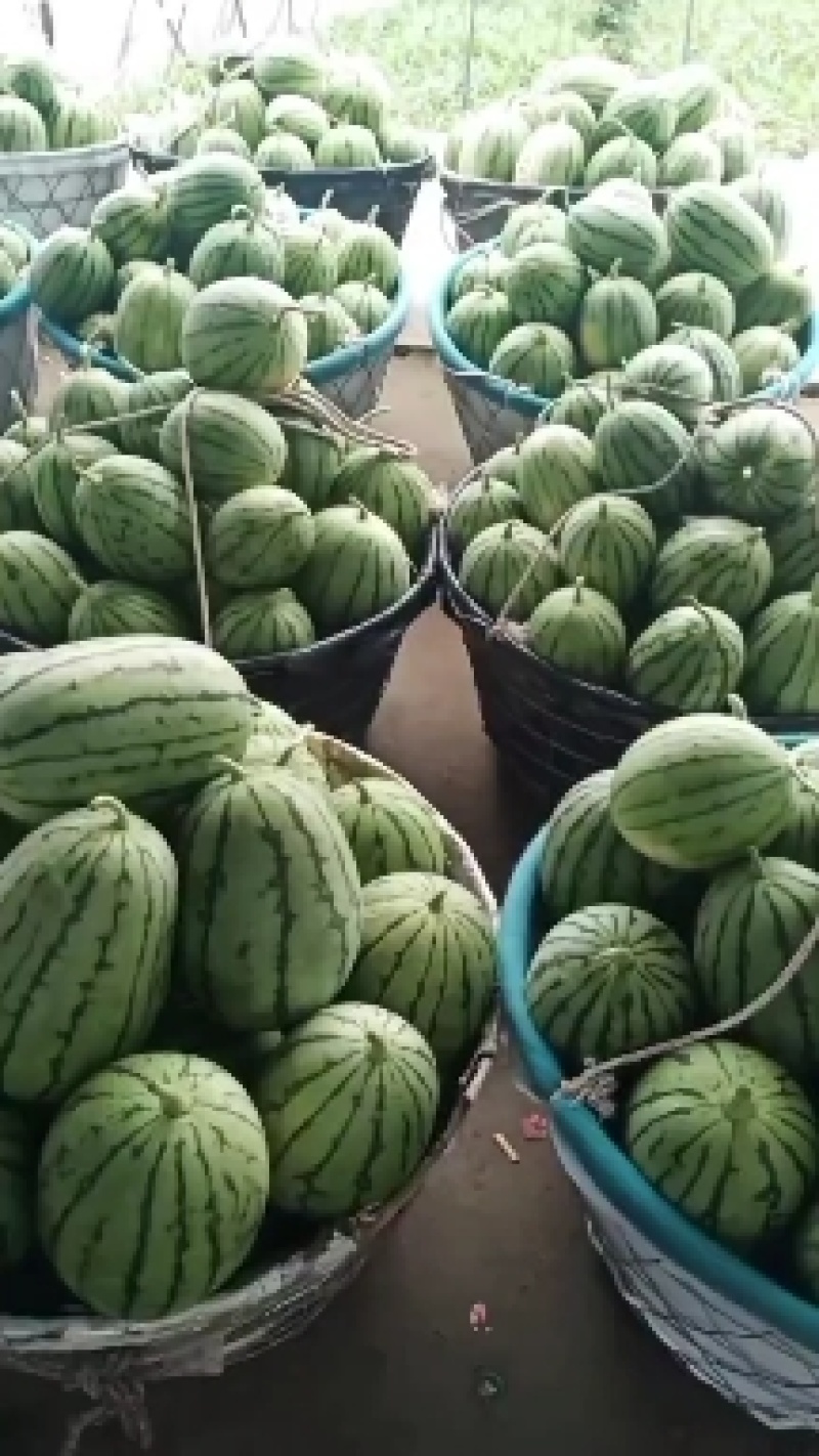 早春红玉小西瓜早春红玉小西瓜早春红玉小西瓜早春红玉小西瓜