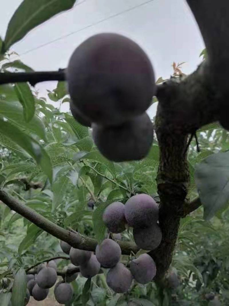 五月脆李子又脆又甜又大