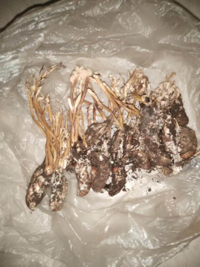 西藏贡山接壤地出产雪山顶蝉花