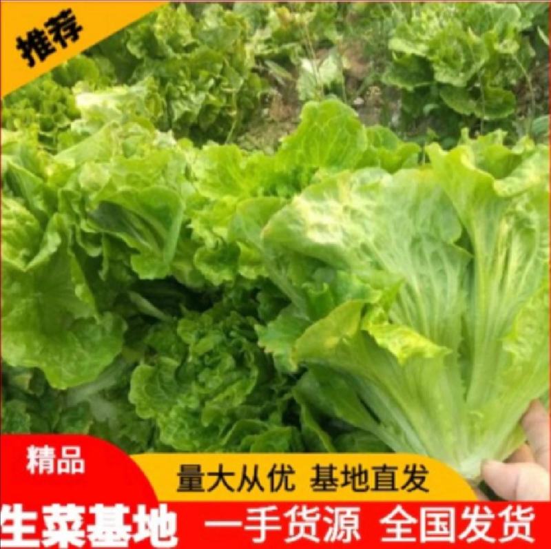 生菜青海散叶生菜，大棚种植，货源充足，欢迎各位老板采购