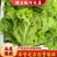 生菜青海散叶生菜，大棚种植，货源充足，欢迎各位老板采购