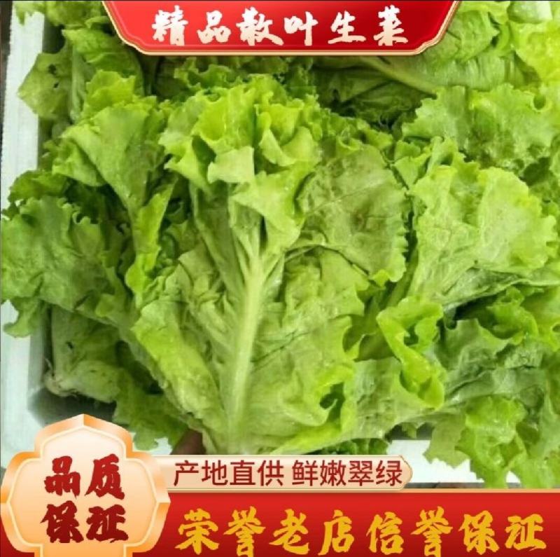 生菜青海散叶生菜，大棚种植，货源充足，欢迎各位老板采购