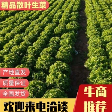 生菜青海散叶生菜，大棚种植，货源充足，欢迎各位老板采购