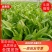 油麦菜青藏高原青海油麦菜，货源充足，产地直销，欢迎采购