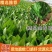油麦菜青藏高原青海油麦菜，货源充足，产地直销，欢迎采购