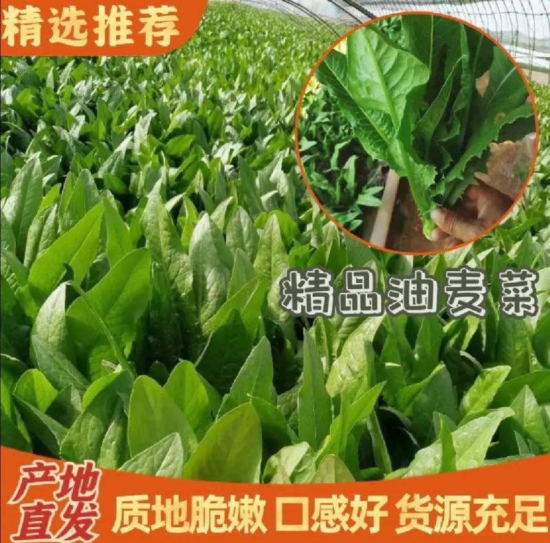 油麦菜青藏高原青海油麦菜，货源充足，产地直销，欢迎采购