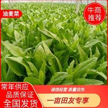 油麦菜青藏高原青海油麦菜，货源充足，产地直销，欢迎采购