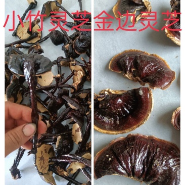 小黑竹灵芝金边灵芝不苦菌香味浓郁新货上市量大优惠
