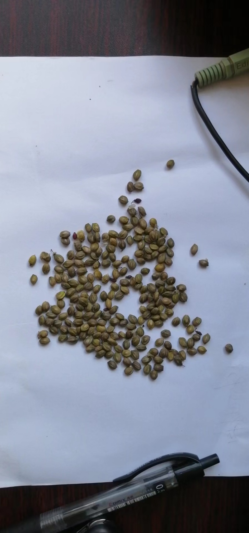 红端木种子，辽宁产地直供，欢迎老板下单采购，量大从优