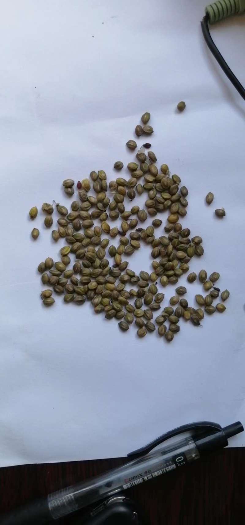 红端木种子，辽宁产地直供，欢迎老板下单采购，量大从优