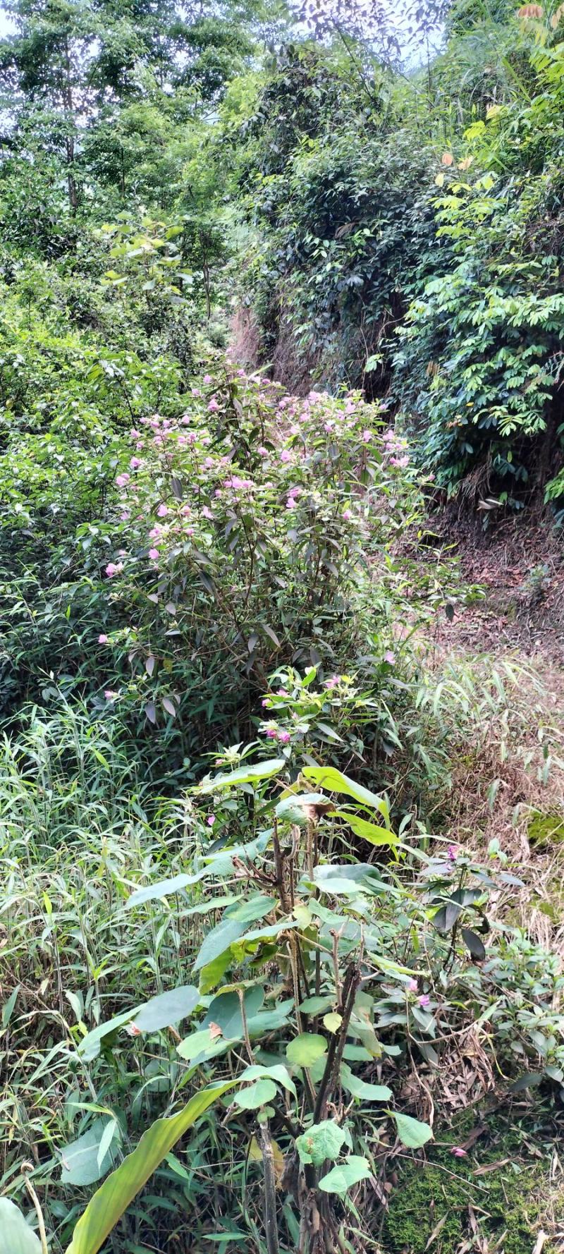 野牡丹