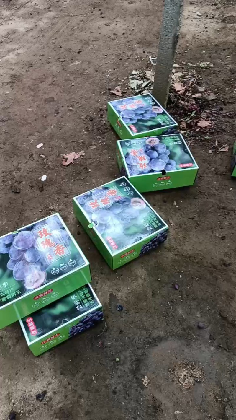 玫瑰香葡萄，昌黎冷棚葡萄无籽玫瑰香葡萄，需要的老板联