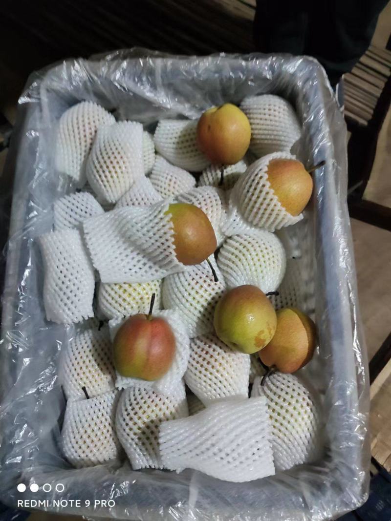 新梨七号电商酥脆可口颜色鲜艳果肉洁白产地发货