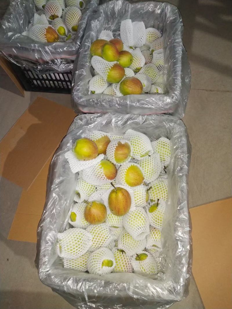 新梨七号电商酥脆可口颜色鲜艳果肉洁白产地发货