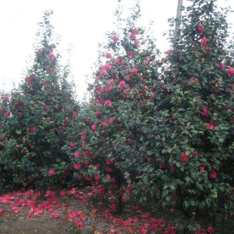 出售茶花和桂花以及苗