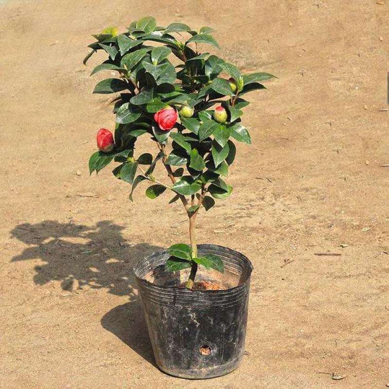 出售茶花和桂花以及苗