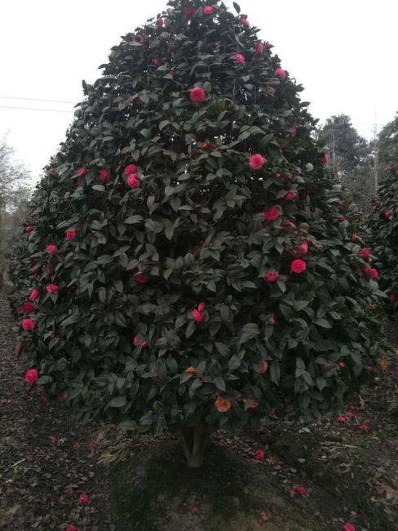 出售茶花和桂花以及苗