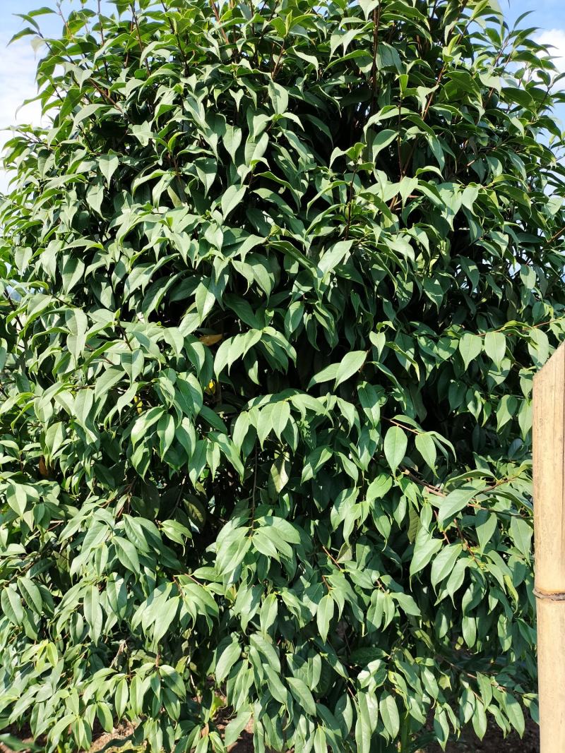 出售茶花和桂花以及苗