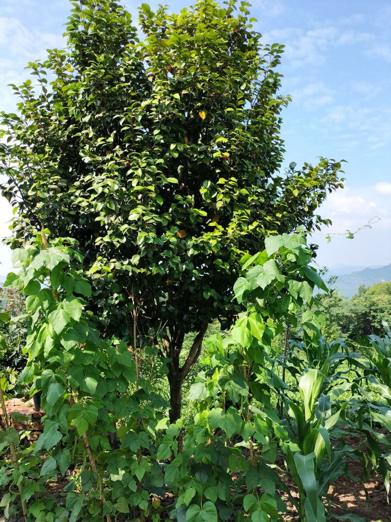 出售茶花和桂花以及苗