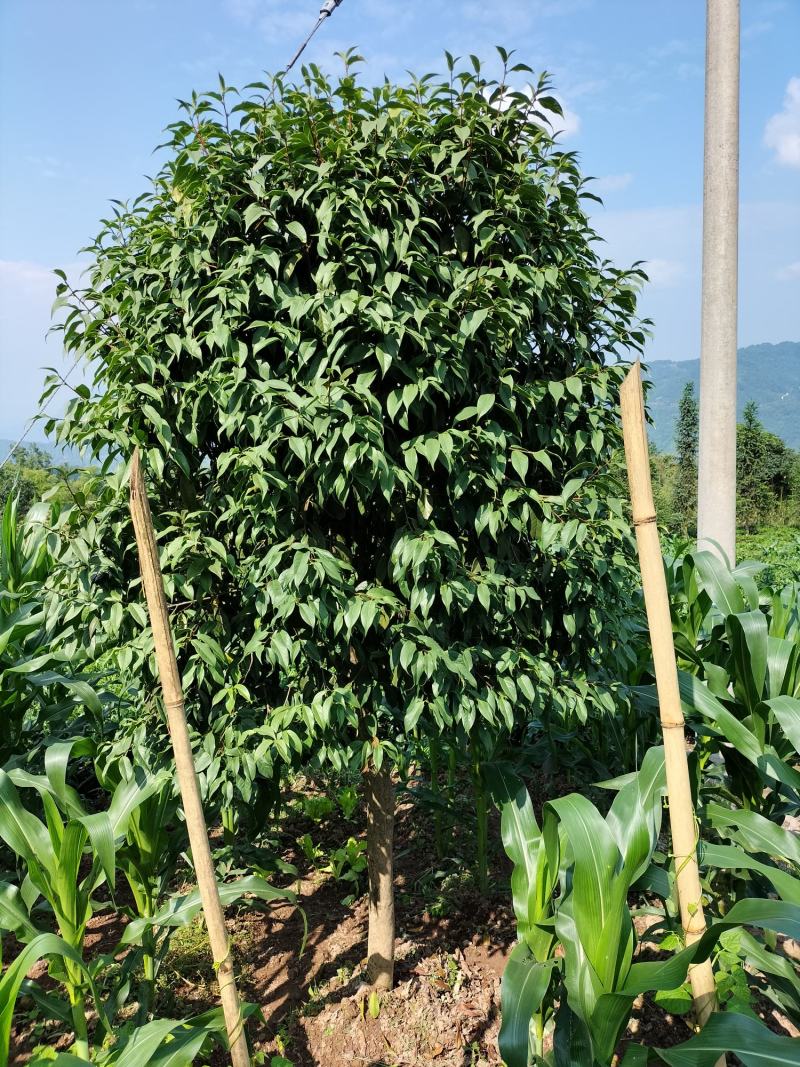 出售茶花和桂花以及苗