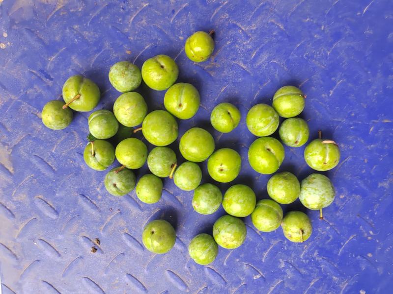 青果，芙蓉李，蜜饯果，李子干，果干