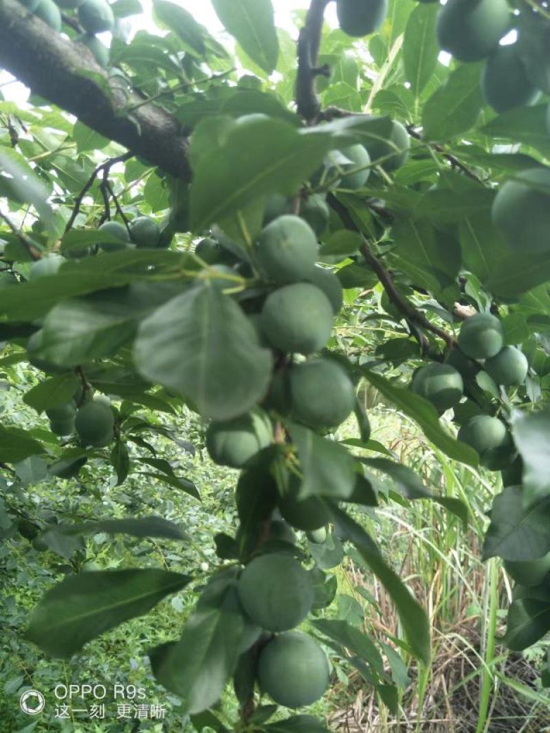 青果，芙蓉李，蜜饯果，李子干，果干