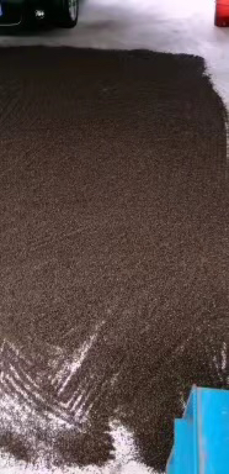 爬墙虎种子，爬山虎种子，种源纯净，净度好，饱满度好。