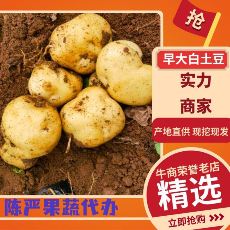 土豆绥中大棚沃土，V7黄皮黄心土豆大量上市个头大皮毛亮
