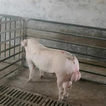淘汰猪常年供应，货源充足按质量品种论价代办运输。