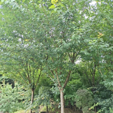 15公分樱花，基地直供，树型精品，性价比高