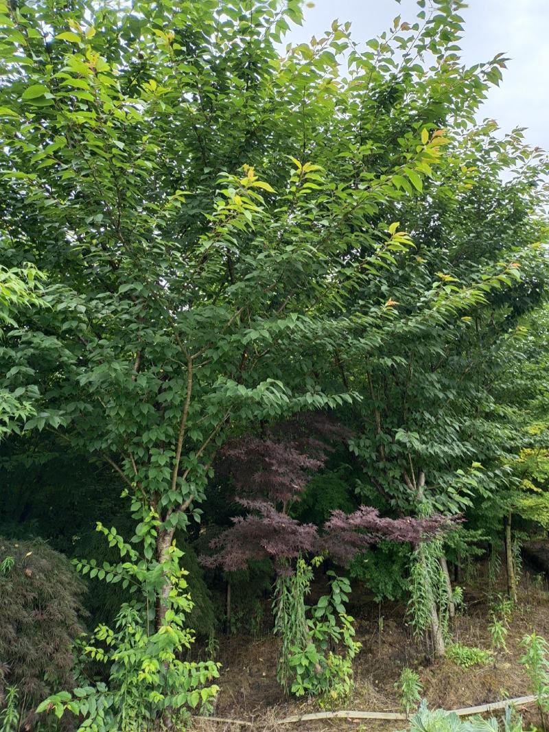 15公分樱花，基地直供，树型精品，性价比高