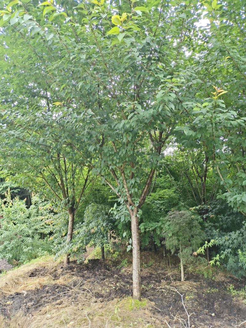 15公分樱花，基地直供，树型精品，性价比高