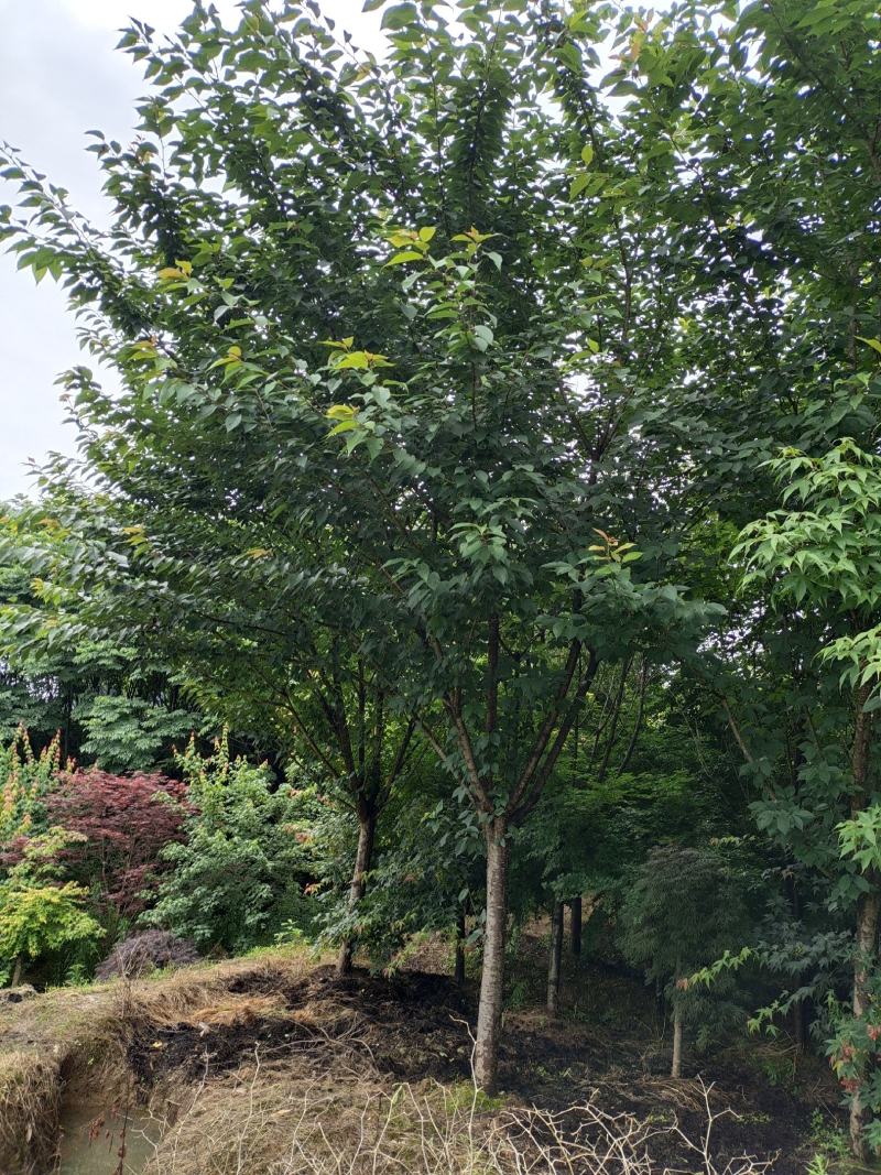 15公分樱花，基地直供，树型精品，性价比高