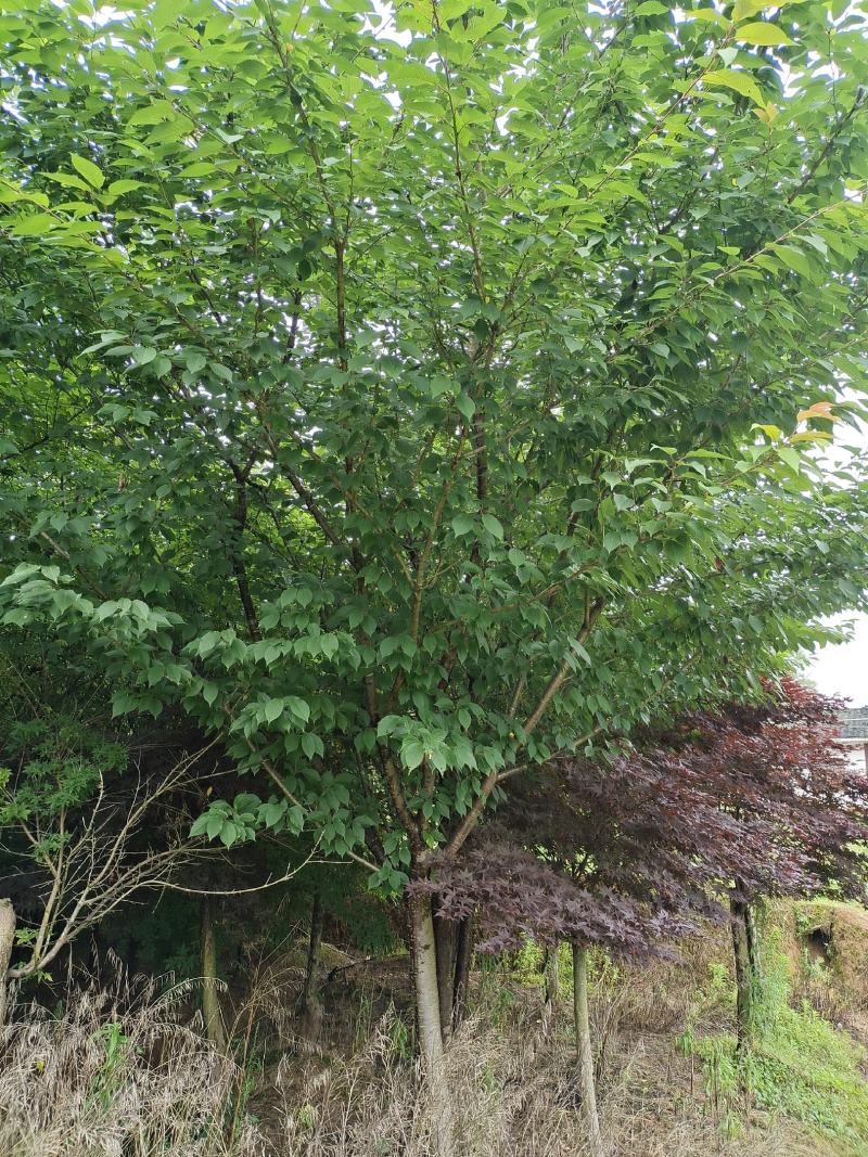15公分樱花，基地直供，树型精品，性价比高