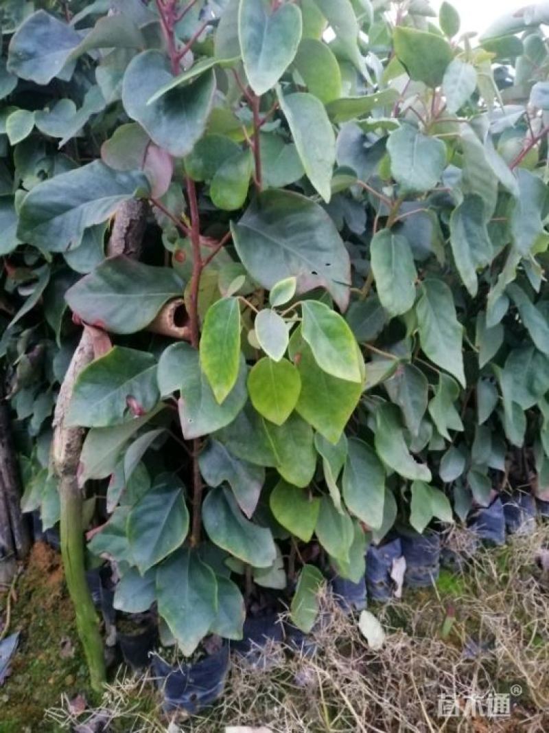 红花荷树苗珍稀名贵树苗庭院室内外绿化植物红苞木盆栽