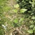 红花荷树苗珍稀名贵树苗庭院室内外绿化植物红苞木盆栽