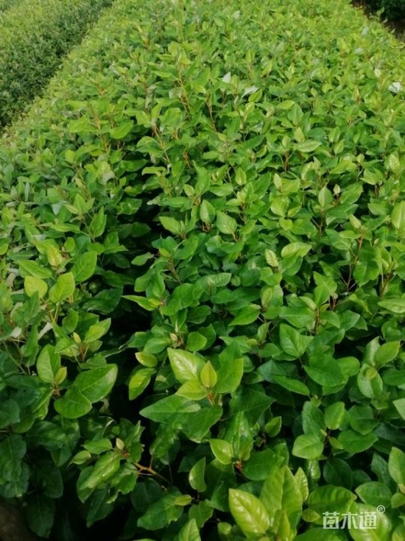 红花荷树苗珍稀名贵树苗庭院室内外绿化植物红苞木盆栽